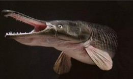 鳄雀鳝最新爆料视频大全,惊悚瞬间直击水下世界